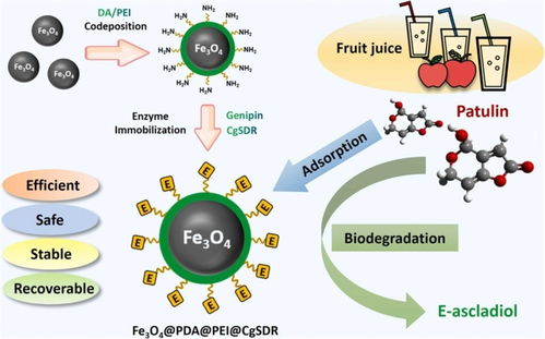 科技助力食品安全 我國真菌毒素生物脫毒研究與網(wǎng)絡技術協(xié)同取得新進展